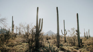 2023 Valley of the Sun Stage Race